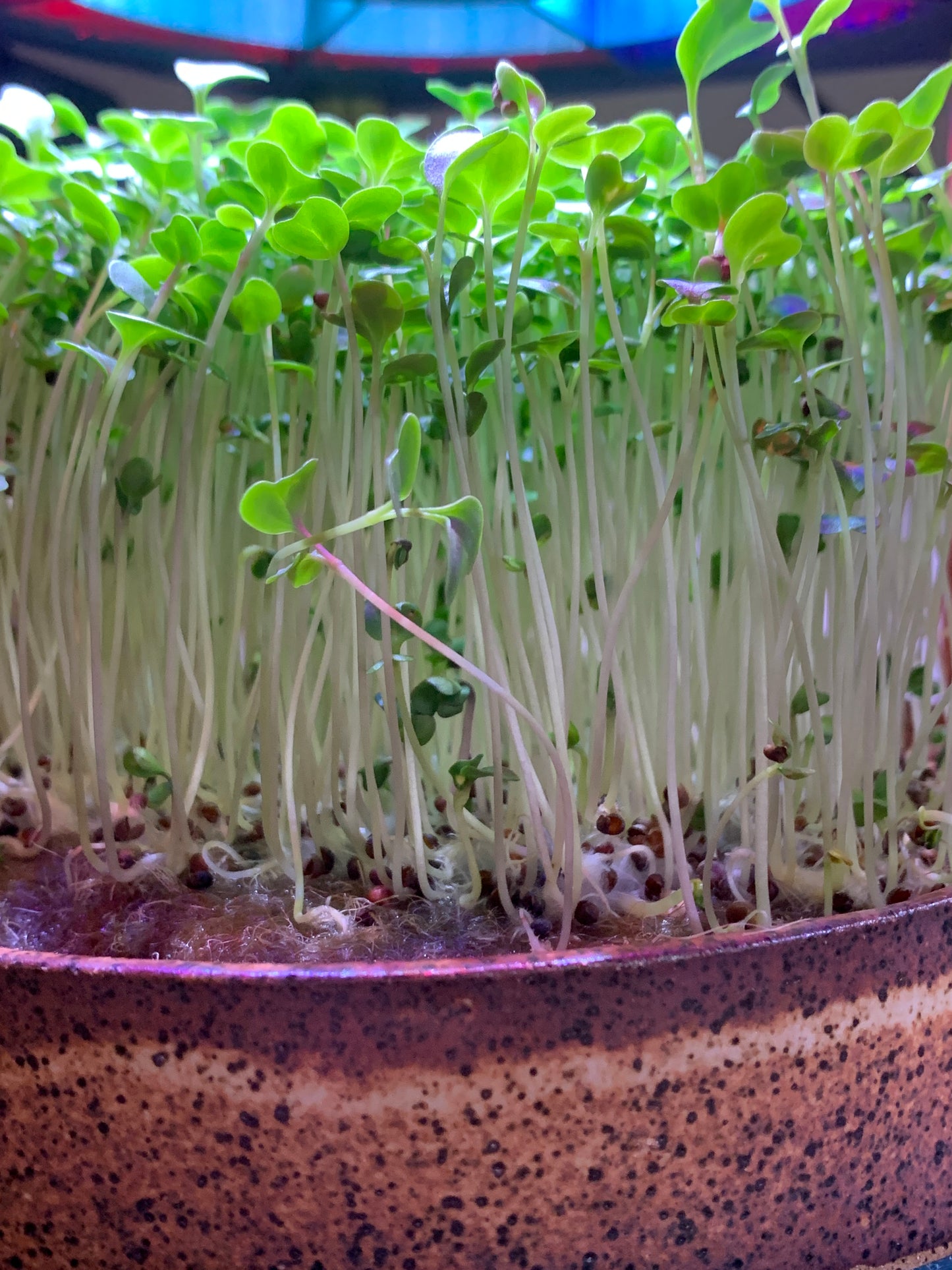 Ecoponic Deluxe: Ecoponic Modern + 1 extra Ecoponic growing vessel + 5 months seed subscription