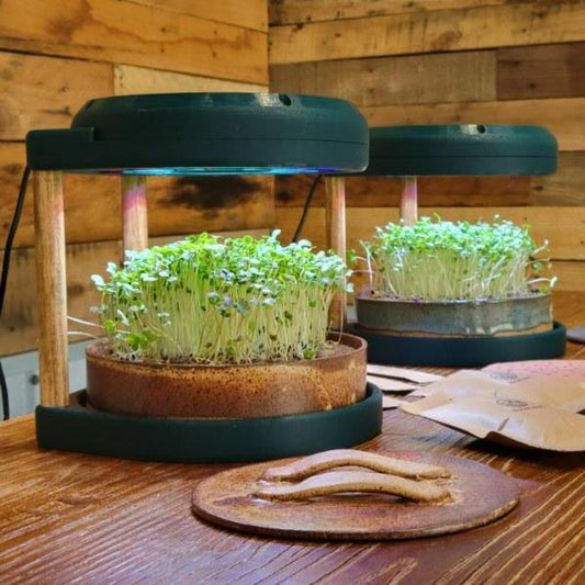 Ecoponic Deluxe: Ecoponic Modern + 1 extra Ecoponic growing vessel + 5 months seed subscription