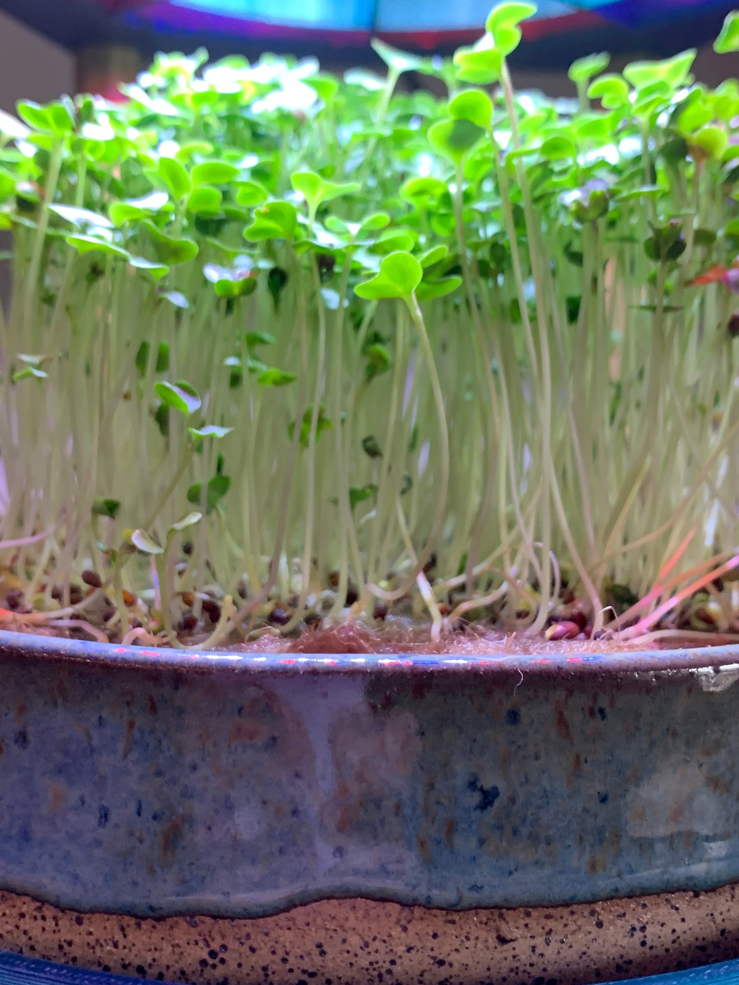 Ecoponic Microgreen Growing system