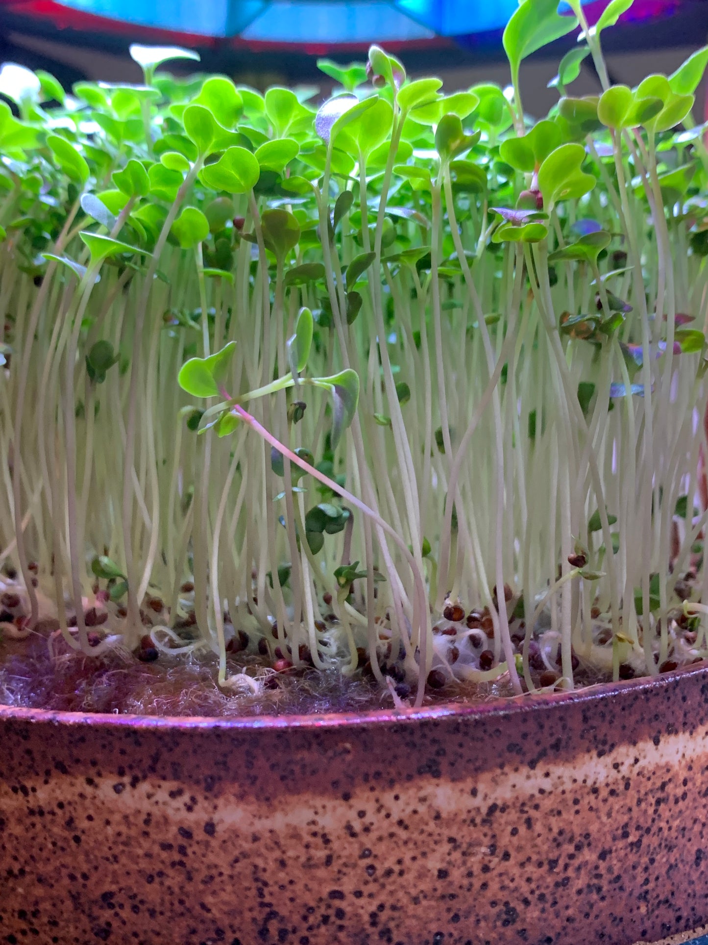 Ecoponic Microgreen Growing system